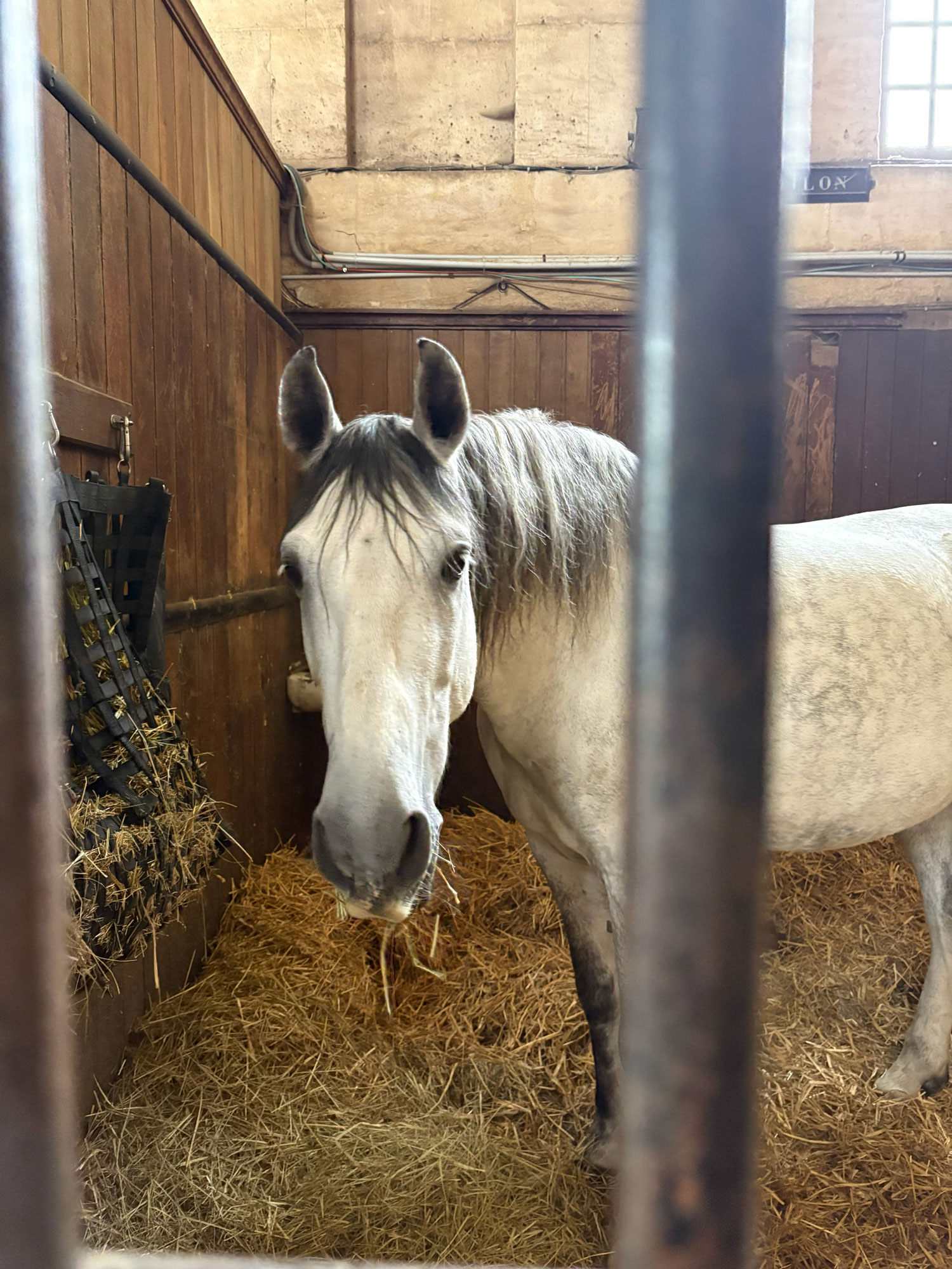 A horse in the stables